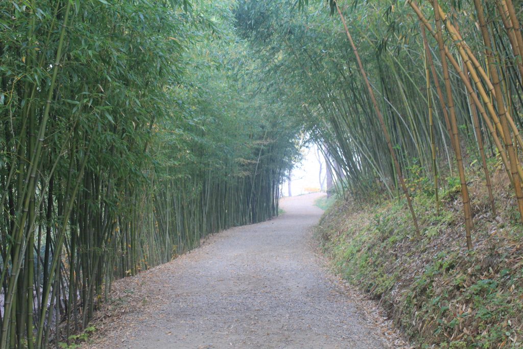 Bamboo_forest